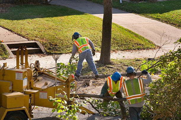 Professional Tree Service in Everett, MA